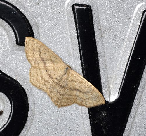 Idaea aversata ?