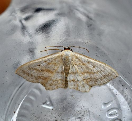 Scopula incanata? - No, S. nigropunctata