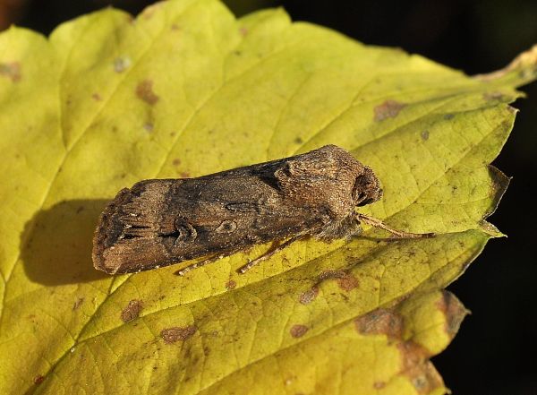 Agrotis ipsilon (Noctuidae)