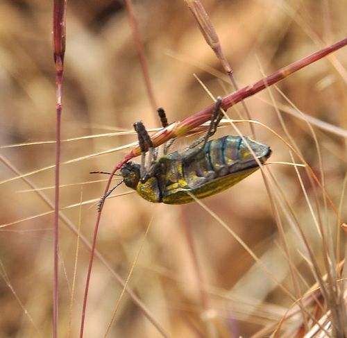 Julodis ehrenbergi,  Buprestidae