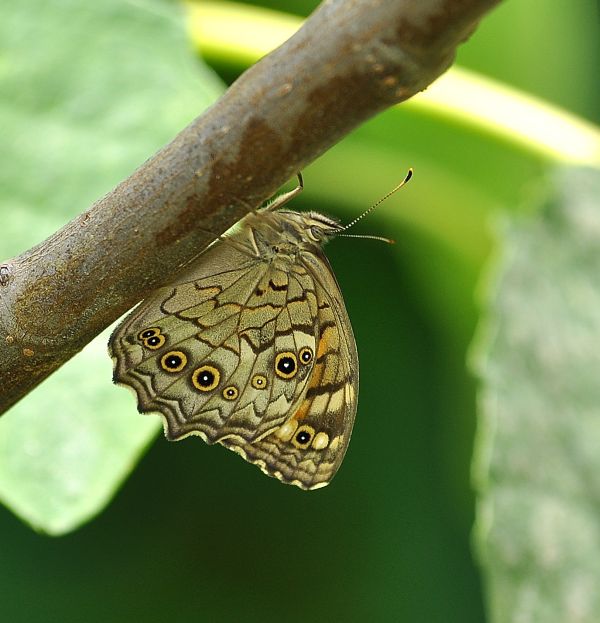 Kirinia roxelana