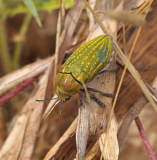 Julodis ehrenbergi,  Buprestidae
