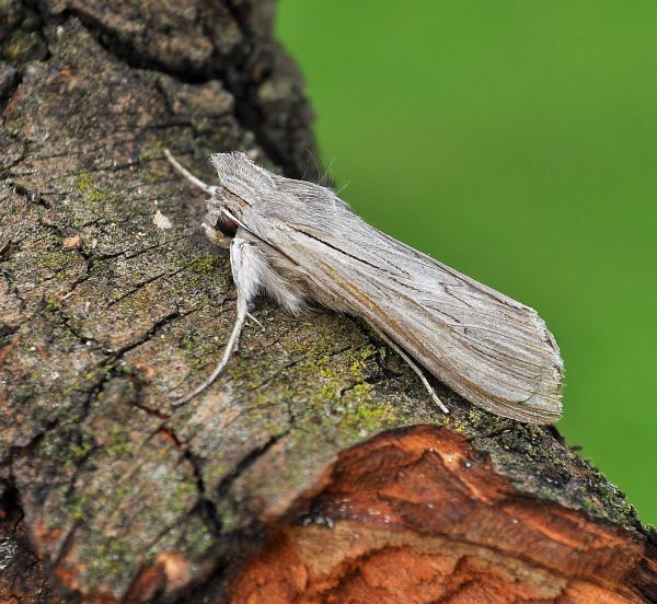 Cucullia campanulae?  No, Cucullia umbratica