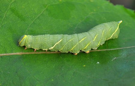 Bruco di Agrius convolvuli (Sphingidae)