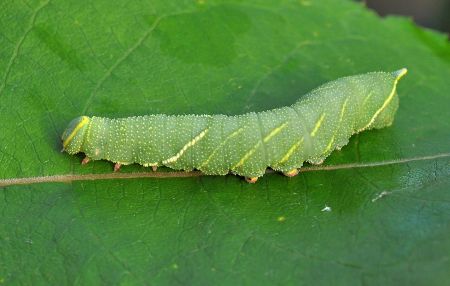 Bruco di Agrius convolvuli (Sphingidae)