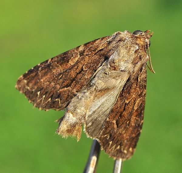 Lacanobia ? No, Apamea cfr.  monoglypha