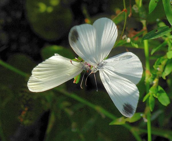 M e F  : foto di coppia