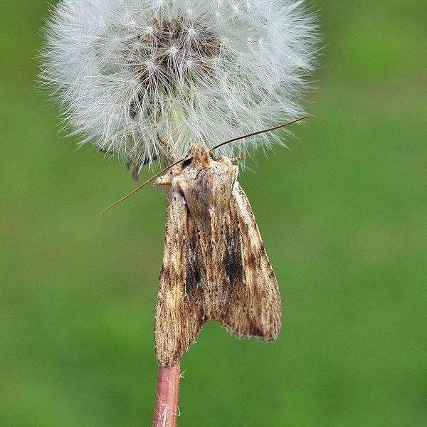 Lithophane (Lithophane) socia, Noctuidae