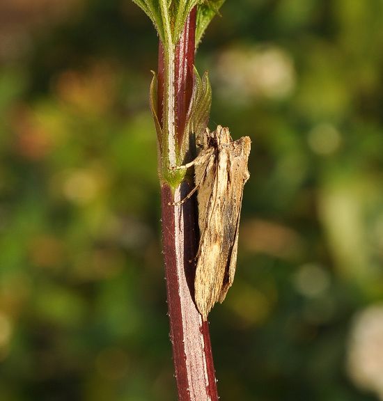 Lithophane semibrunnea ? No, L. socia