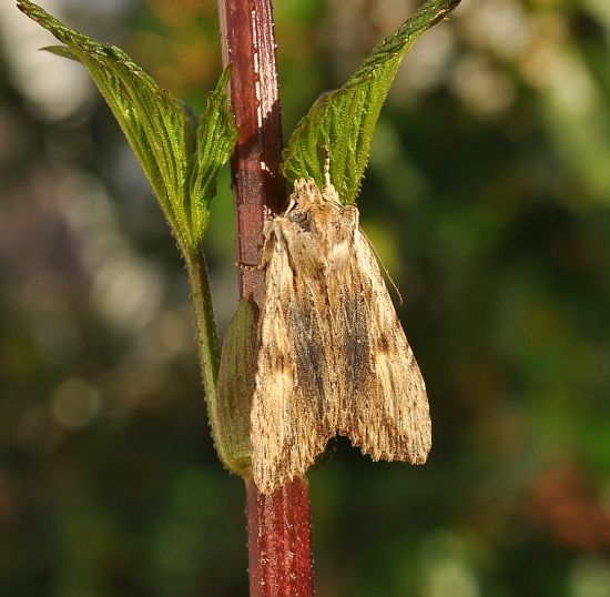Lithophane semibrunnea ? No, L. socia