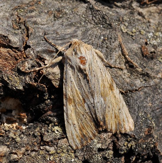 Litophane socia? No, Apamea lithoxylaea