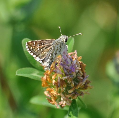 pyrgus chi - Pyrgus armoricanus, Hesperiidae