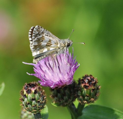 pyrgus chi - Pyrgus armoricanus, Hesperiidae