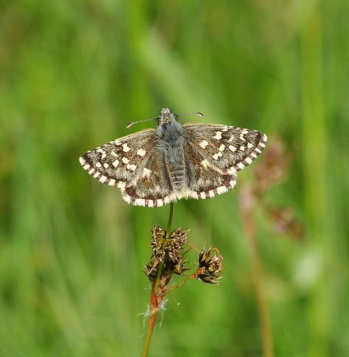 Pyrgus malvoides ?