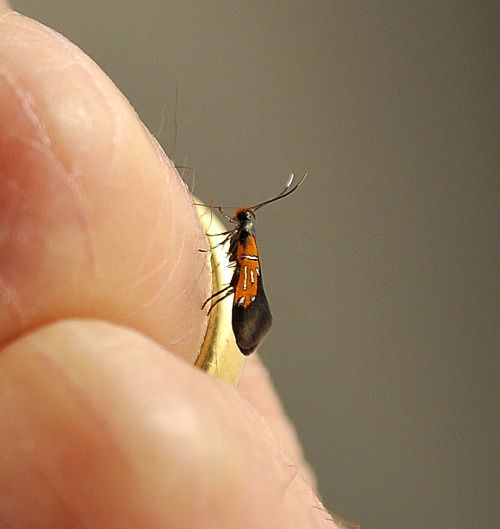 un micro - Schiffermuelleria schaefferella