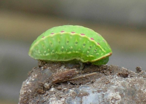 aiuto id bruco - Apoda limacodes, Limacodidae