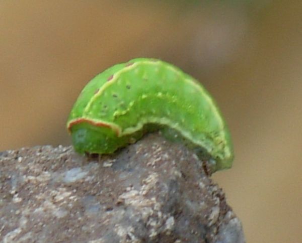 aiuto id bruco - Apoda limacodes, Limacodidae