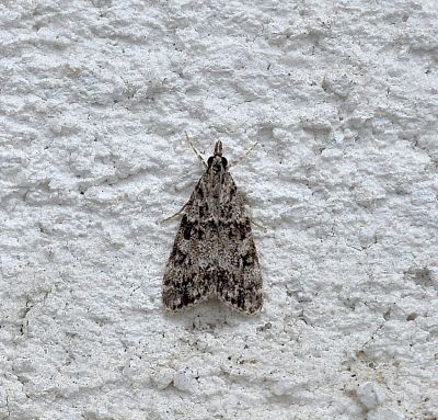 un microlepidoptero?