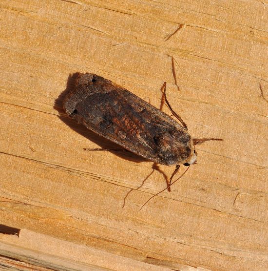 Noctua pronuba ? S