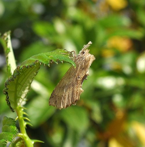 Cugine Notodontidi: Notodonta dromedarius e Pterostoma palpina