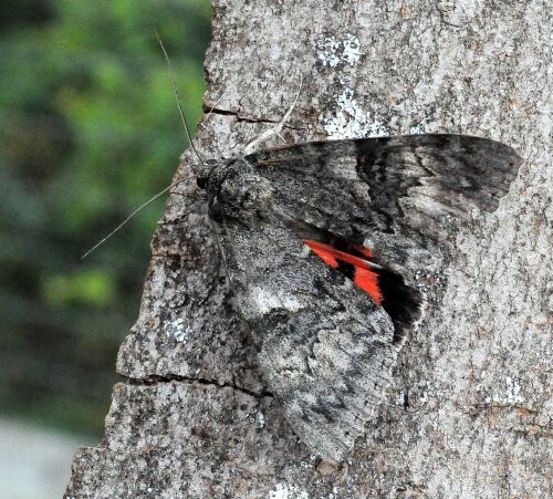 Catocala nupta ?