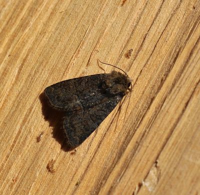 Oligia latruncula ??