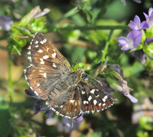farfalle della madonna
