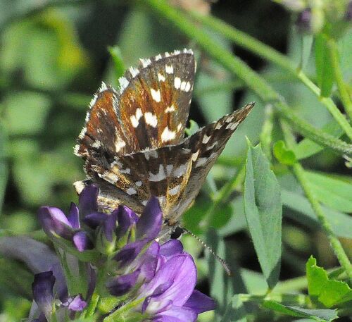 farfalle della madonna