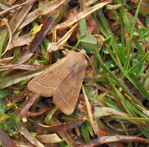 Orthosia cerasi