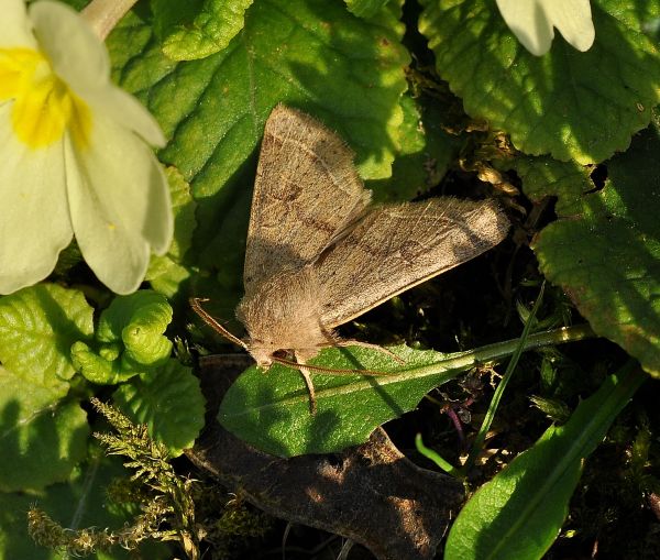 Altra primaverile - Orthosia (Orthosia) incerta, Noctuidae