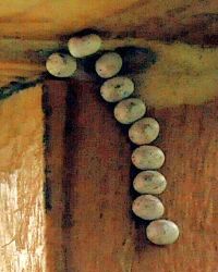 Anche se rovinata � sempre una gran bella farfalla