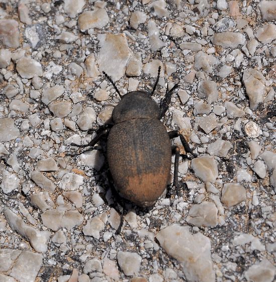 Pachyscelis villosa,  Tenebrionidae