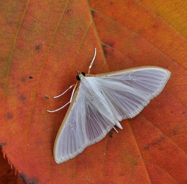 le quasi ultime. Palpita vitrealis e Poecilocampa populi
