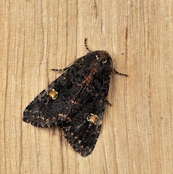 Melanchra persicariae (Noctuidae)