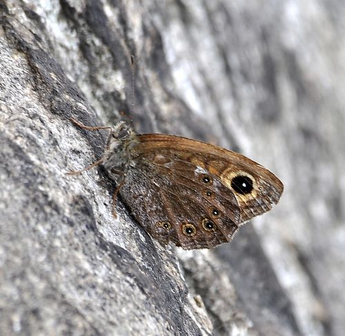 Lasiommata maera e petropolitana