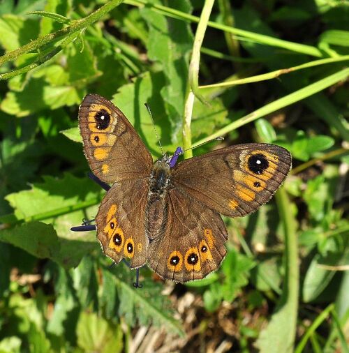 ancora Lasiommata petropolitana