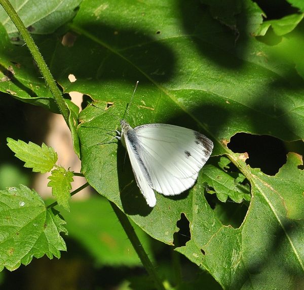 Pieris mannii? - No, Pieris napi