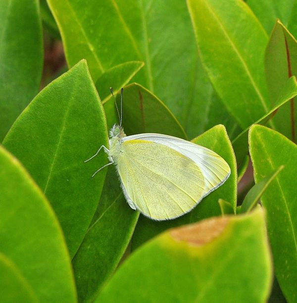 Pieris mannii - questa volta s