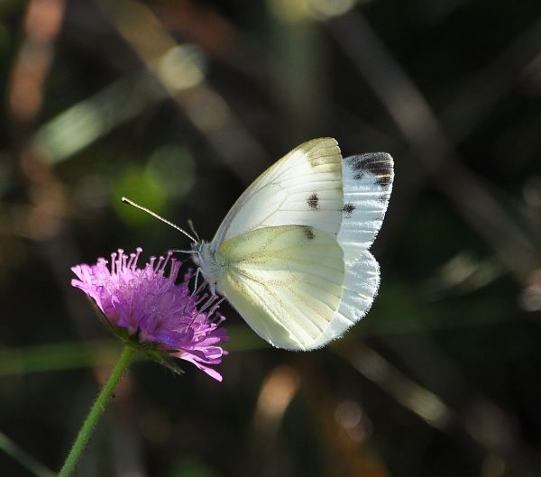 Pieris mannii? - No, Pieris napi