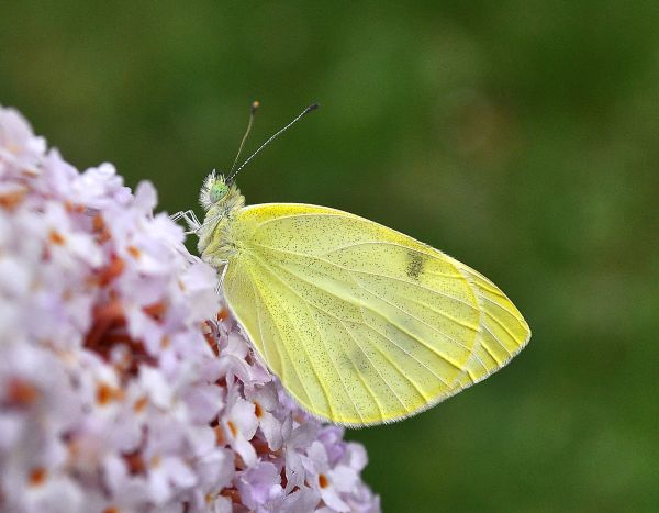 Pieris mannii - questa volta s