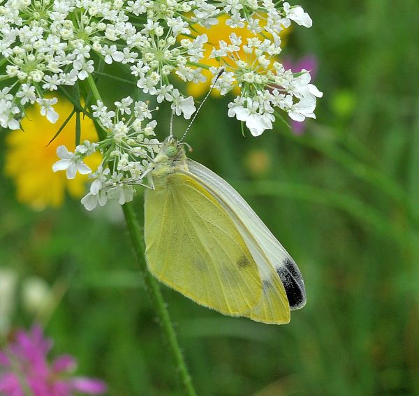 Pieris mannii - questa volta s