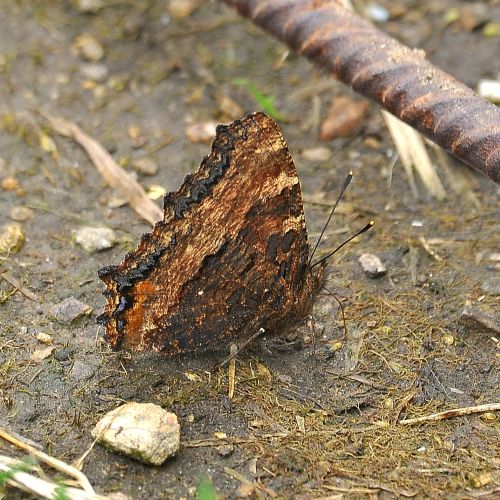 Melitaea athalia ?