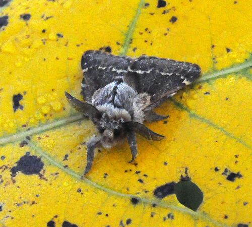 penultima - Poecilocampa populi