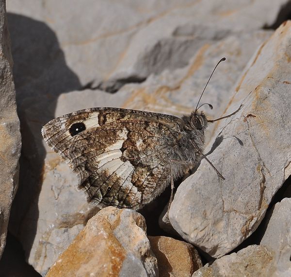 Pseudochazara anthelea