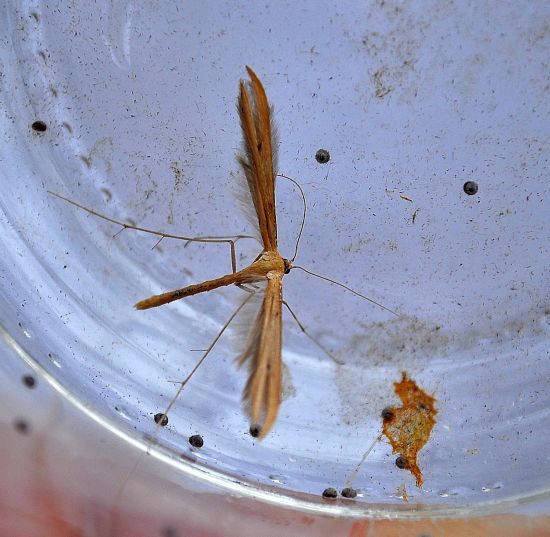 Emmelina monodactyla, Pterophoridae