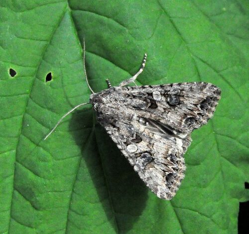 Anarta pugnax ?