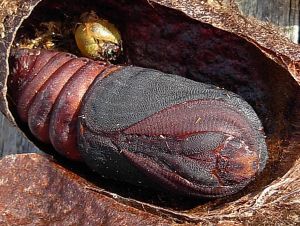 Anche se rovinata � sempre una gran bella farfalla