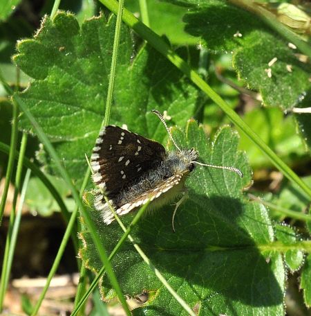 pyrgus da id. 2