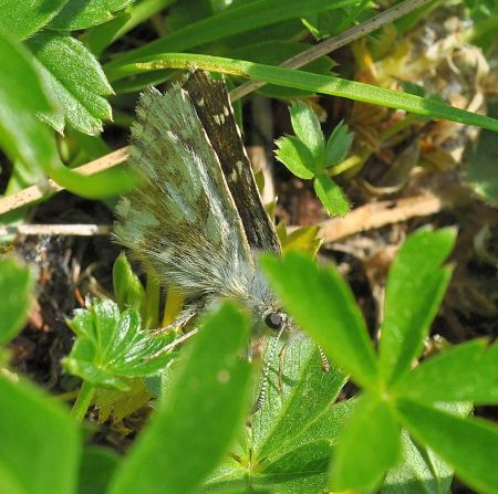 pyrgus da id.