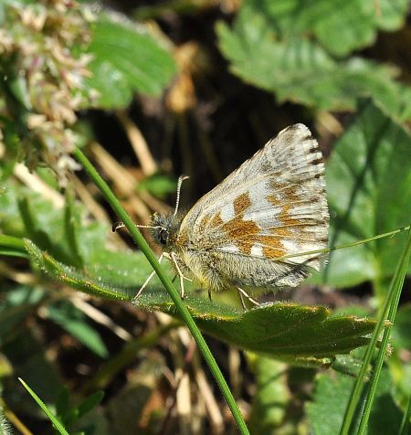 pyrgus da id. 2